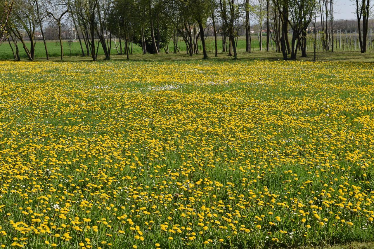 Al Vecchio Fienile Bed and Breakfast San Michele al Tagliamento Exteriör bild