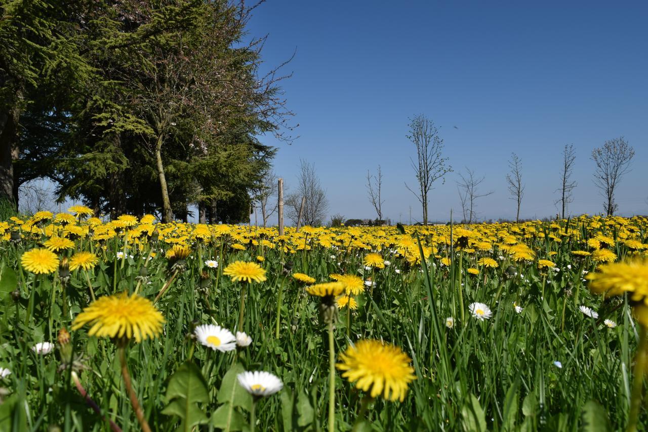 Al Vecchio Fienile Bed and Breakfast San Michele al Tagliamento Exteriör bild